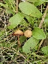  ( - FDS-CA-02186)  @11 [ ] by (2024) Mandy Hackney Fungal Diversity Survey