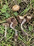  (Psilocybe cyanescens - FDS-CA-02183)  @11 [ ] by (2024) Mandy Hackney Fungal Diversity Survey