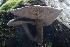  ( - FDS-CA-00757)  @11 [ ] by-nc (2024) Taye Bright Fungal Diversity Survey