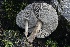  (Melanoleuca sp. CA05 - FDS-CA-00757)  @11 [ ] by-nc (2024) Taye Bright Fungal Diversity Survey