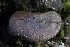  ( - FDS-CA-00757)  @11 [ ] by-nc (2024) Taye Bright Fungal Diversity Survey