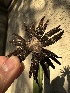  ( - FDS-CA-01529)  @11 [ ] c (2024) Rudy Diaz Fungal Diversity Survey