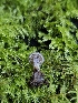  ( - FDS-CA-02179)  @11 [ ] by (2024) Mandy Hackney Fungal Diversity Survey