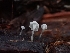  (Hemimycena - FDS-CA-02171)  @11 [ ] by (2024) Mandy Hackney Fungal Diversity Survey
