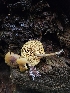  (Callistosporium graminicolor - FDS-CA-02176)  @11 [ ] by (2024) Mandy Hackney Fungal Diversity Survey