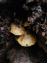  ( - FDS-CA-02176)  @11 [ ] by (2024) Mandy Hackney Fungal Diversity Survey