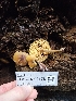  ( - FDS-CA-02176)  @11 [ ] by (2024) Mandy Hackney Fungal Diversity Survey