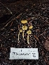  ( - FDS-CA-02174)  @11 [ ] by (2024) Mandy Hackney Fungal Diversity Survey