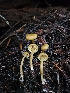  ( - FDS-CA-02174)  @11 [ ] by (2024) Mandy Hackney Fungal Diversity Survey