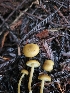  ( - FDS-CA-02174)  @11 [ ] by (2024) Mandy Hackney Fungal Diversity Survey