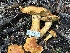  ( - HAY-F-006774)  @11 [ ] c (2023) Rudy Diaz Fungal Diversity Survey