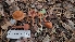  ( - FDS-CA-03417)  @11 [ ] by-nc (2024) Fresno Mycology Society Fungal Diversity Survey