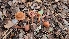  ( - FDS-CA-03417)  @11 [ ] by-nc (2024) Fresno Mycology Society Fungal Diversity Survey
