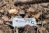  (Psathyrella subpurpurea - FDS-CA-03418)  @11 [ ] by-nc (2024) Fresno Mycology Society Fungal Diversity Survey