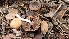  ( - FDS-CA-03418)  @11 [ ] by-nc (2024) Fresno Mycology Society Fungal Diversity Survey