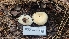  ( - FDS-CA-03420)  @11 [ ] by-nc (2024) Fresno Mycology Society Fungal Diversity Survey