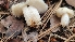  ( - FDS-CA-03420)  @11 [ ] by-nc (2024) Fresno Mycology Society Fungal Diversity Survey