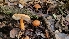  ( - FDS-CA-03424)  @11 [ ] by-nc (2024) Fresno Mycology Society Fungal Diversity Survey