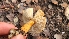  ( - FDS-CA-03424)  @11 [ ] by-nc (2024) Fresno Mycology Society Fungal Diversity Survey