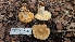  ( - FDS-CA-03425)  @11 [ ] by-nc (2024) Fresno Mycology Society Fungal Diversity Survey