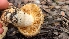  ( - FDS-CA-03425)  @11 [ ] by-nc (2024) Fresno Mycology Society Fungal Diversity Survey