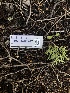  (Pithya sp. cupressina-CA01 - FDS-CA-03202)  @11 [ ] by (2024) Justin Paulin Fungal Diversity Survey
