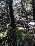  ( - FDS-CA-03300)  @11 [ ] by (2024) Justin Paulin Fungal Diversity Survey