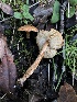  ( - FDS-CA-03299)  @11 [ ] by (2024) Justin Paulin Fungal Diversity Survey