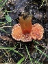  ( - FDS-CA-03212)  @11 [ ] by (2024) Justin Paulin Fungal Diversity Survey