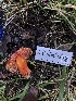  ( - FDS-CA-03212)  @11 [ ] by (2024) Justin Paulin Fungal Diversity Survey