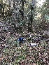  (Ramariopsis - FDS-CA-03213)  @11 [ ] by (2024) Justin Paulin Fungal Diversity Survey