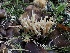  ( - FDS-CA-03213)  @11 [ ] by (2024) Justin Paulin Fungal Diversity Survey
