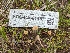  (Contumyces sp. rosellus-CA01 - FDS-CA-01487)  @11 [ ] by-nc (2024) Stu Pickell Fungal Diversity Survey