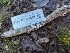  ( - FDS-CA-01498)  @11 [ ] by-nc (2024) Stu Pickell Fungal Diversity Survey