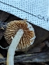  ( - FDS-CA-01499)  @11 [ ] by-nc (2024) Stu Pickell Fungal Diversity Survey