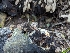  ( - FDS-CA-03601)  @11 [ ] by-nc (2024) Stu Pickell Fungal Diversity Survey