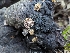 ( - FDS-CA-03602)  @11 [ ] by-nc (2024) Stu Pickell Fungal Diversity Survey