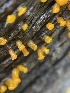  (Dacrymyces sp. CA08 - FDS-CA-02313)  @11 [ ] by-nc (2024) Jaren Hockert Fungal Diversity Survey