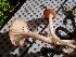  ( - FDS-CA-02311)  @11 [ ] by-nc (2024) Jaren Hockert Fungal Diversity Survey