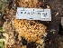  ( - FDS-CA-03605)  @11 [ ] by-nc (2024) Stu Pickell Fungal Diversity Survey