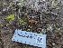  ( - FDS-CA-03611)  @11 [ ] by-nc (2024) Stu Pickell Fungal Diversity Survey