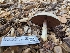  ( - FDS-CA-03616)  @11 [ ] by-nc (2024) Stu Pickell Fungal Diversity Survey