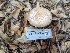  ( - FDS-CA-03616)  @11 [ ] by-nc (2024) Stu Pickell Fungal Diversity Survey