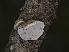  ( - FDS-CA-01498)  @11 [ ] by-nc (2024) Stu Pickell Fungal Diversity Survey