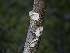  ( - FDS-CA-01498)  @11 [ ] by-nc (2024) Stu Pickell Fungal Diversity Survey