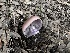  ( - FDS-CA-01571)  @11 [ ] c (2024) Rudy Diaz Fungal Diversity Survey