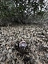  ( - FDS-CA-01571)  @11 [ ] c (2024) Rudy Diaz Fungal Diversity Survey