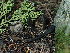  ( - FDS-CA-03300)  @11 [ ] by (2024) Justin Paulin Fungal Diversity Survey