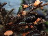  ( - FDS-CA-03207)  @11 [ ] by (2024) Justin Paulin Fungal Diversity Survey