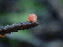  ( - FDS-CA-03207)  @11 [ ] by (2024) Justin Paulin Fungal Diversity Survey